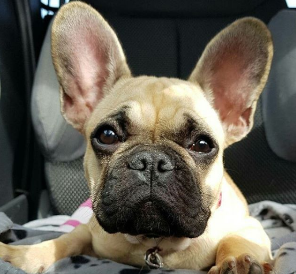 5 Signs Your French Bulldog Is Stressed – SindiGoods